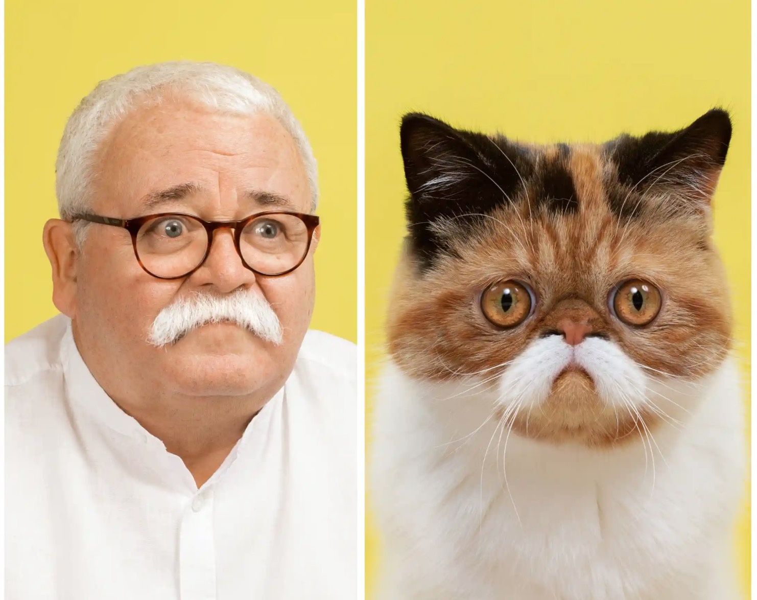 Nhung chu meo giong het nguoi hinh anh