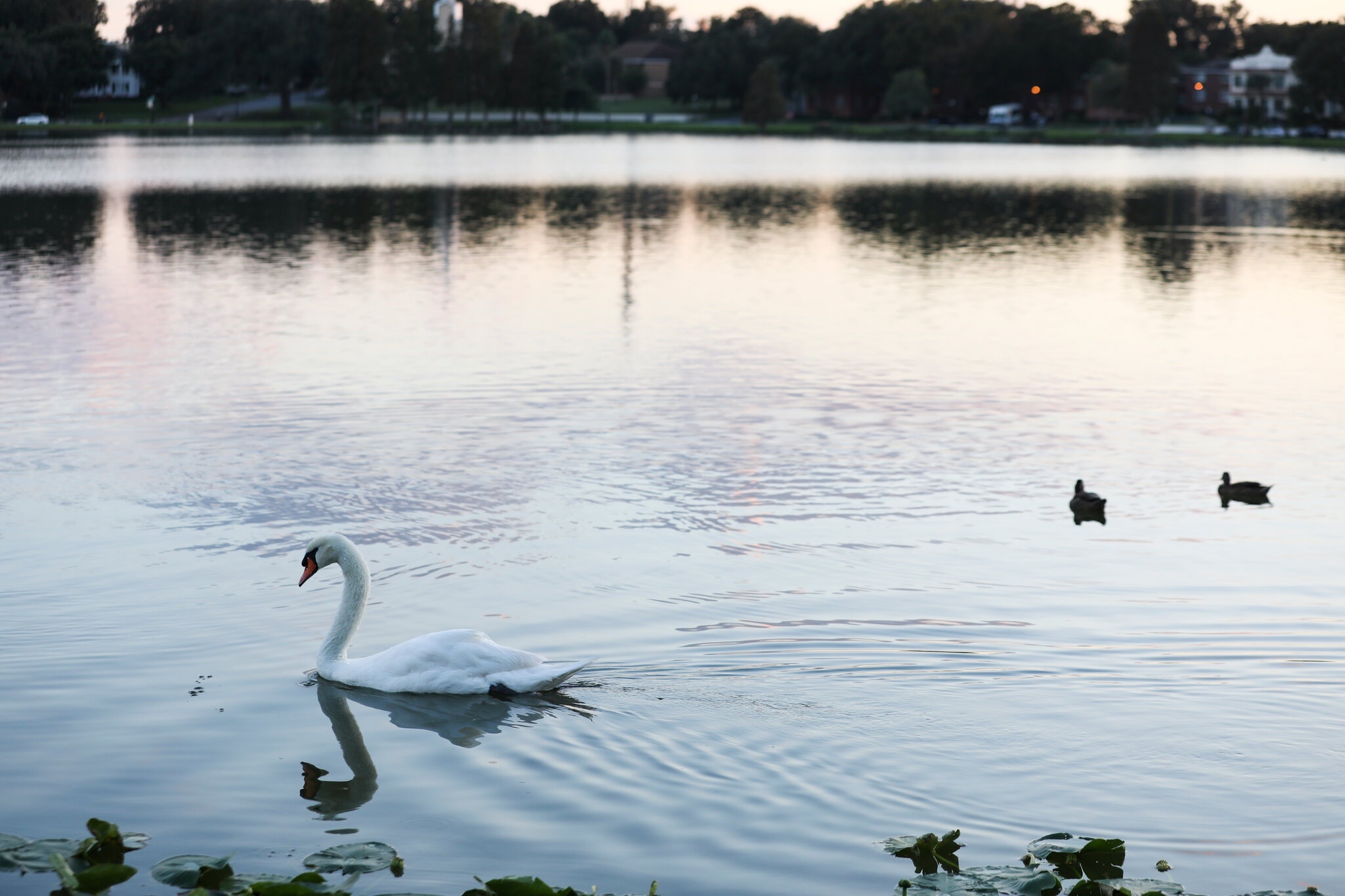 Thien nga o Lakeland,  Florida, anh 1
