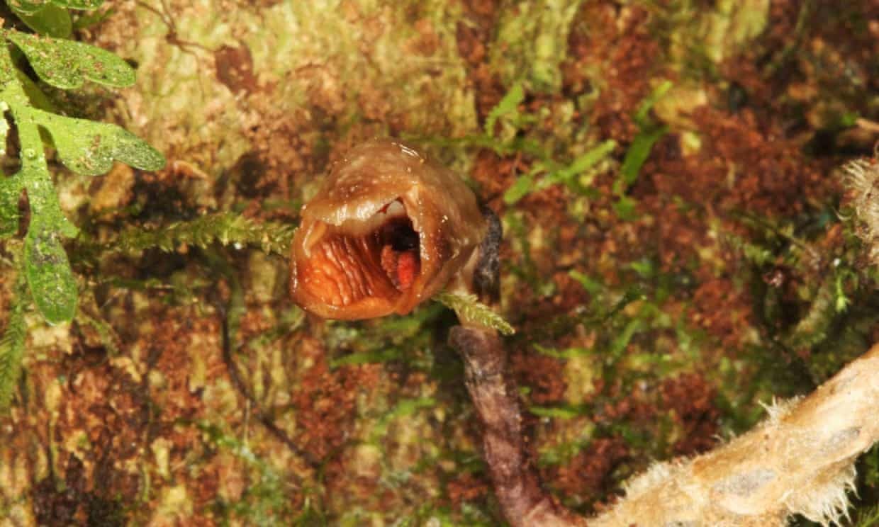 'Hoa lan xau nhat the gioi' trong danh sach thuc vat moi 2020 hinh anh