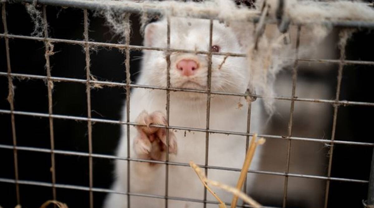 Xac chon 'zombie' tiep tuc am anh dan Dan Mach hinh anh