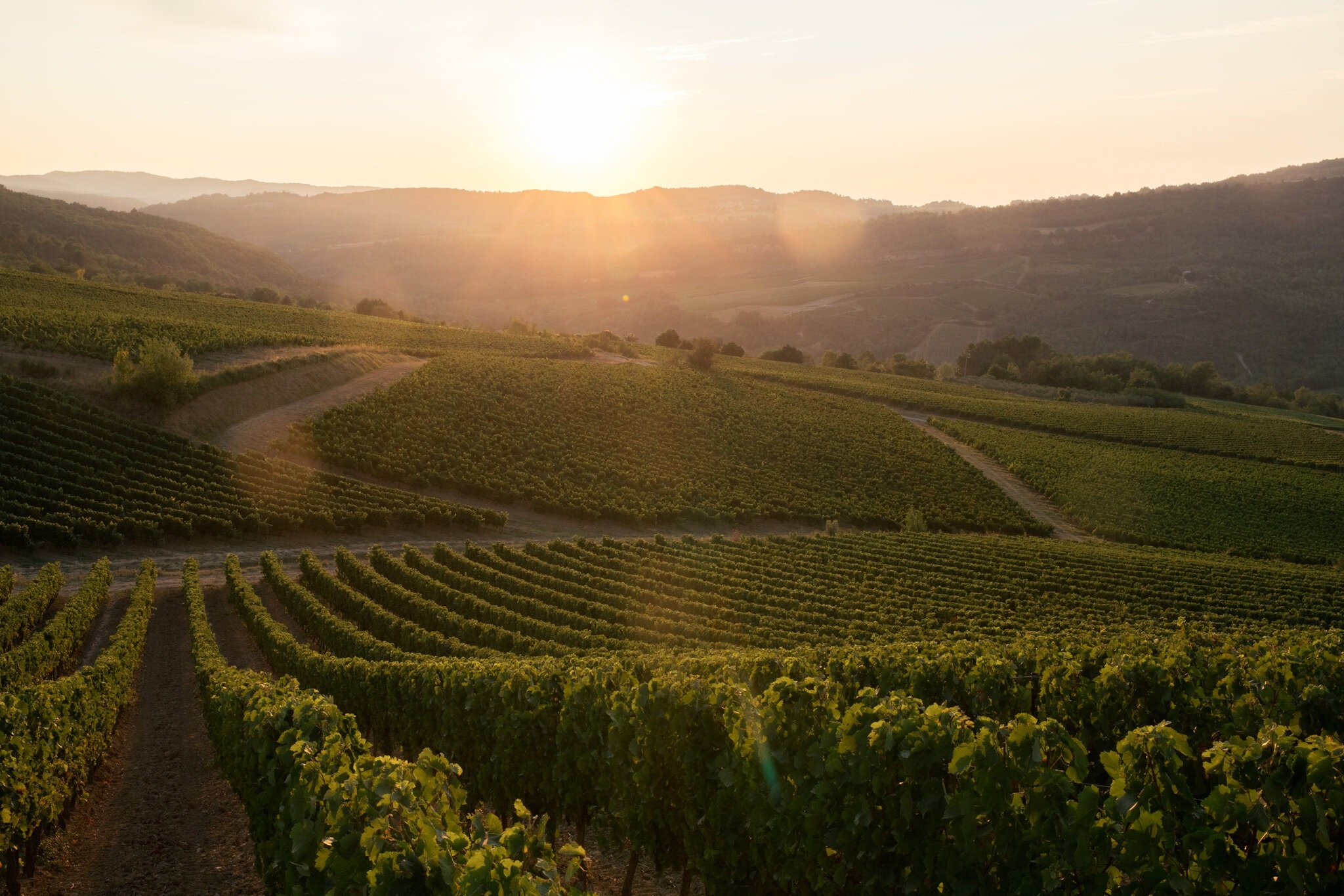 Ruou vang Phap Covid-19 anh 3