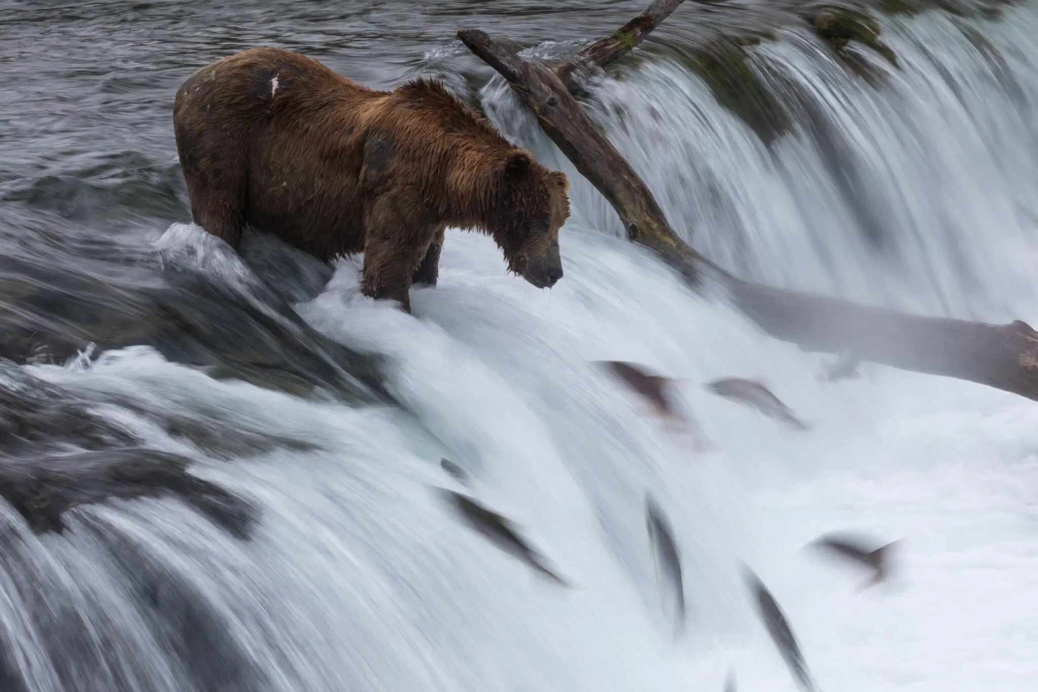 ca hoi va bien doi khi hau anh 2