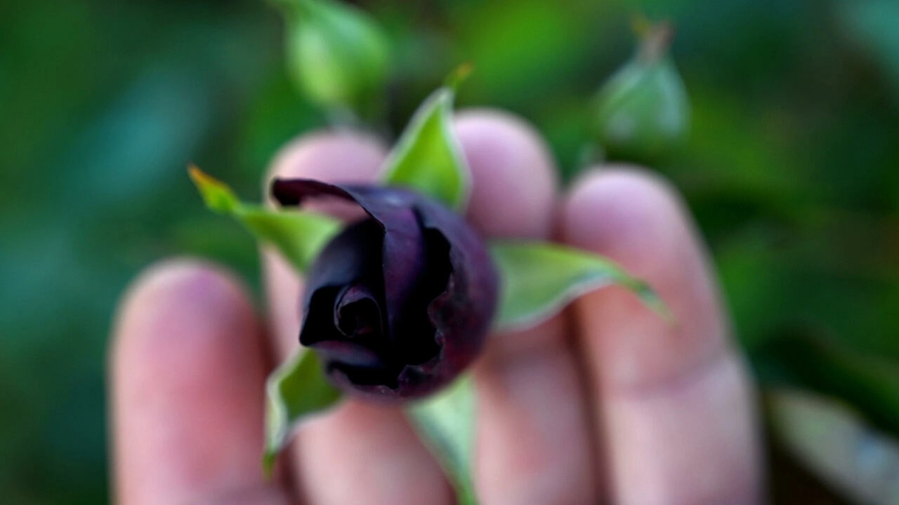 Hoa hong den dac biet quy hiem chi co o Halfeti hinh anh