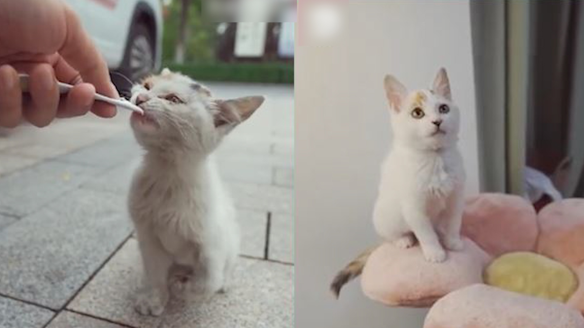 Chang trai giai cuu meo con bi gay chan tren pho hinh anh