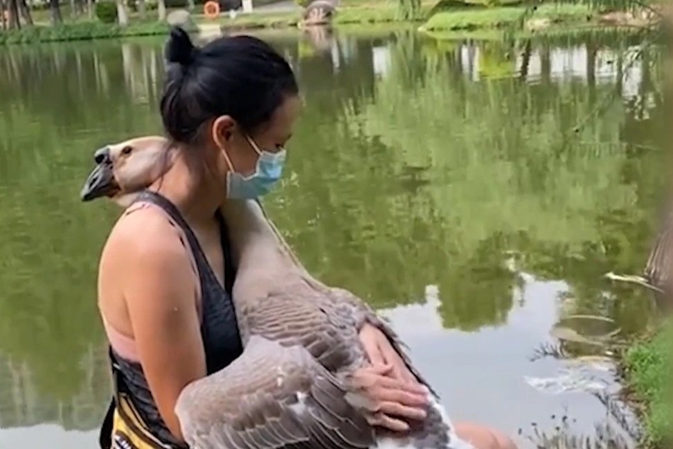 Con ngong thich duoc co gai la au yem hinh anh