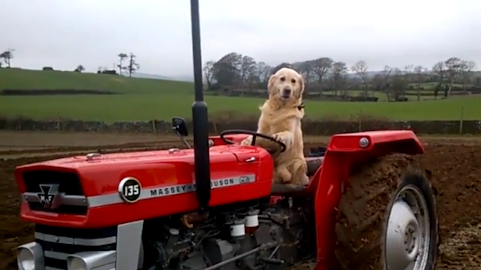 Chu cho biet trong trot, chan nuoi hinh anh