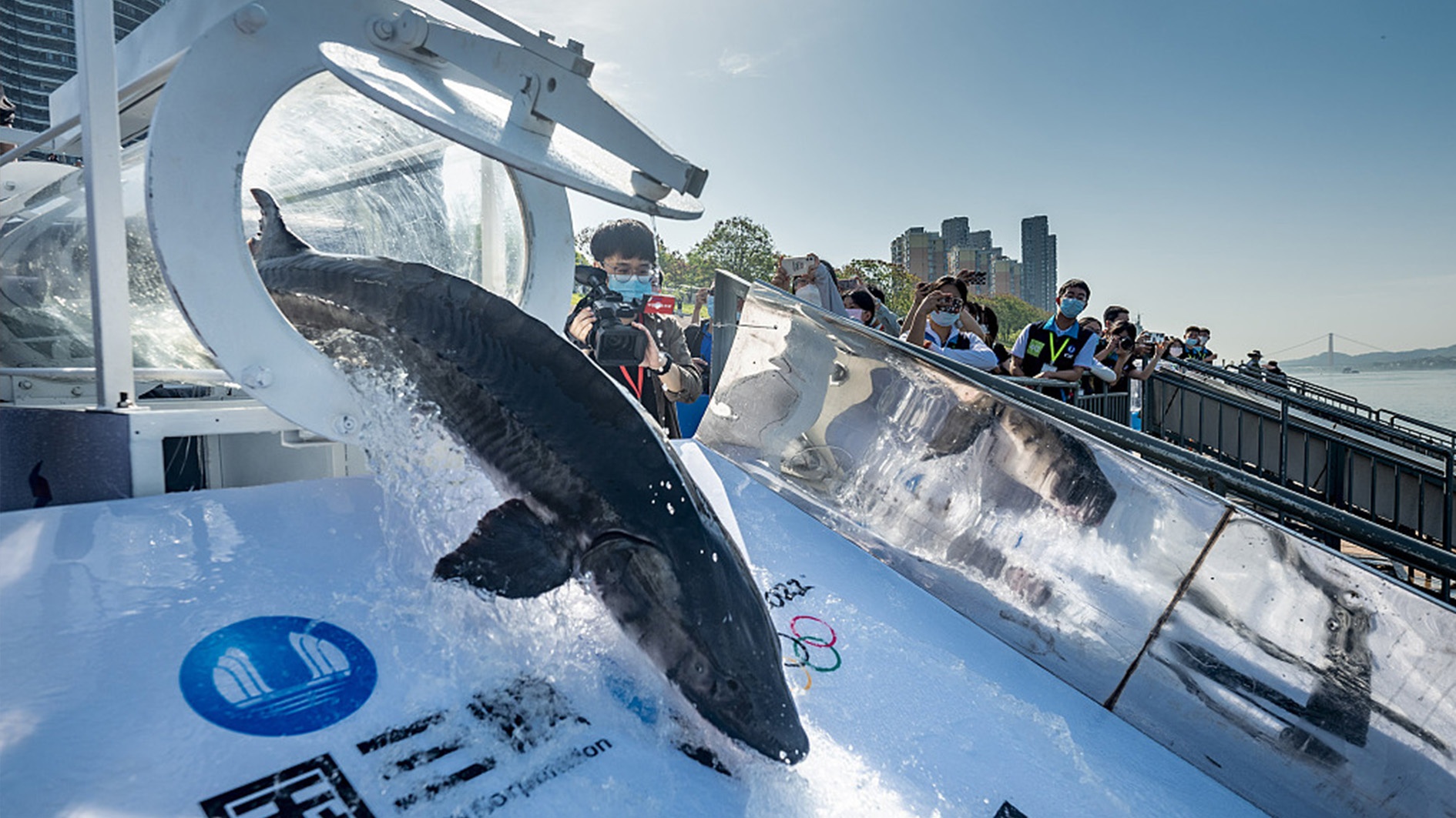 Trung Quoc tha 50.000 con ca tam xuong song de bao ton hinh anh