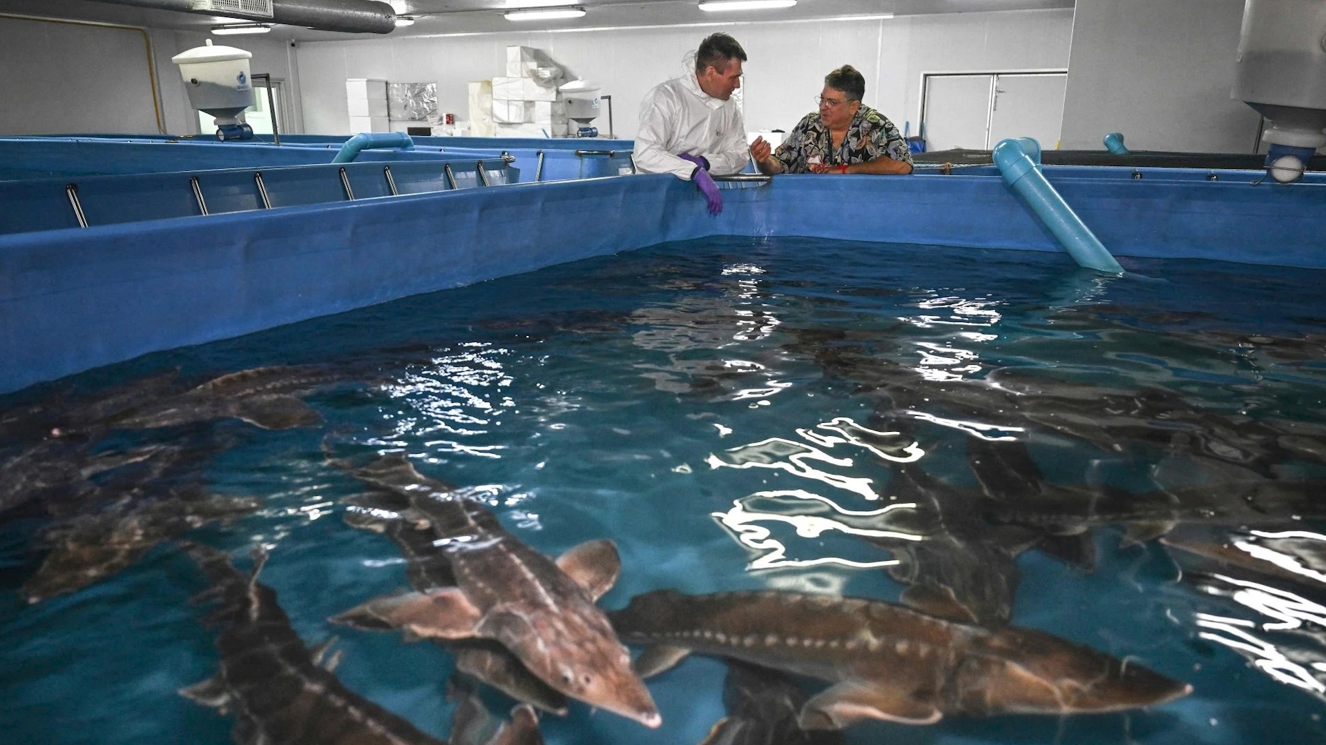 Thu hoach trung ca tam cong nghe cao o Thai Lan hinh anh