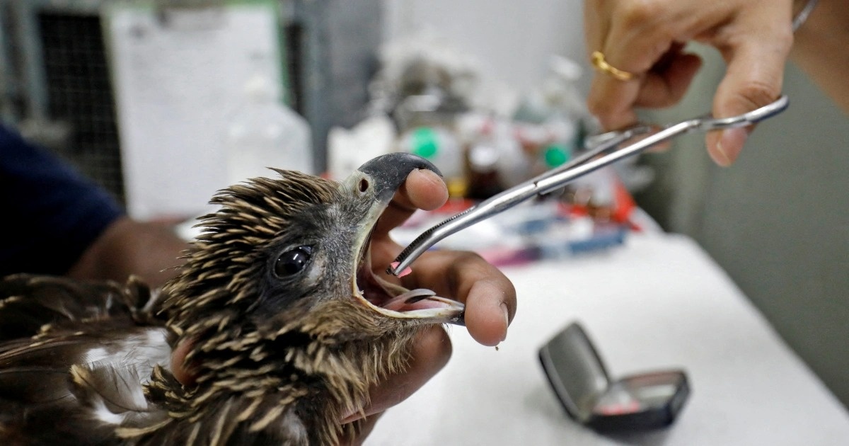 Hang nghin con chim roi xuong do nang nong ky luc o An Do hinh anh