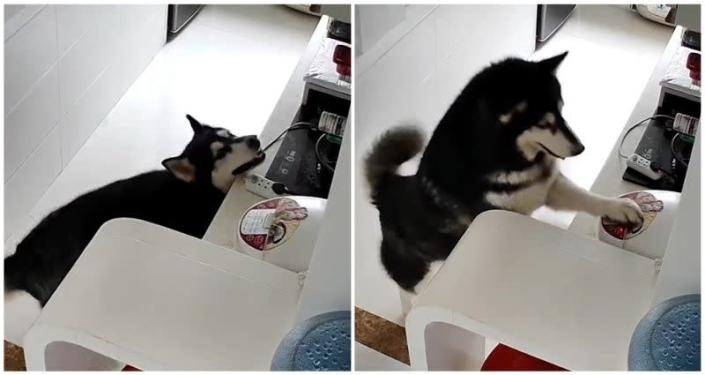 Chu cho husky biet nau com hinh anh