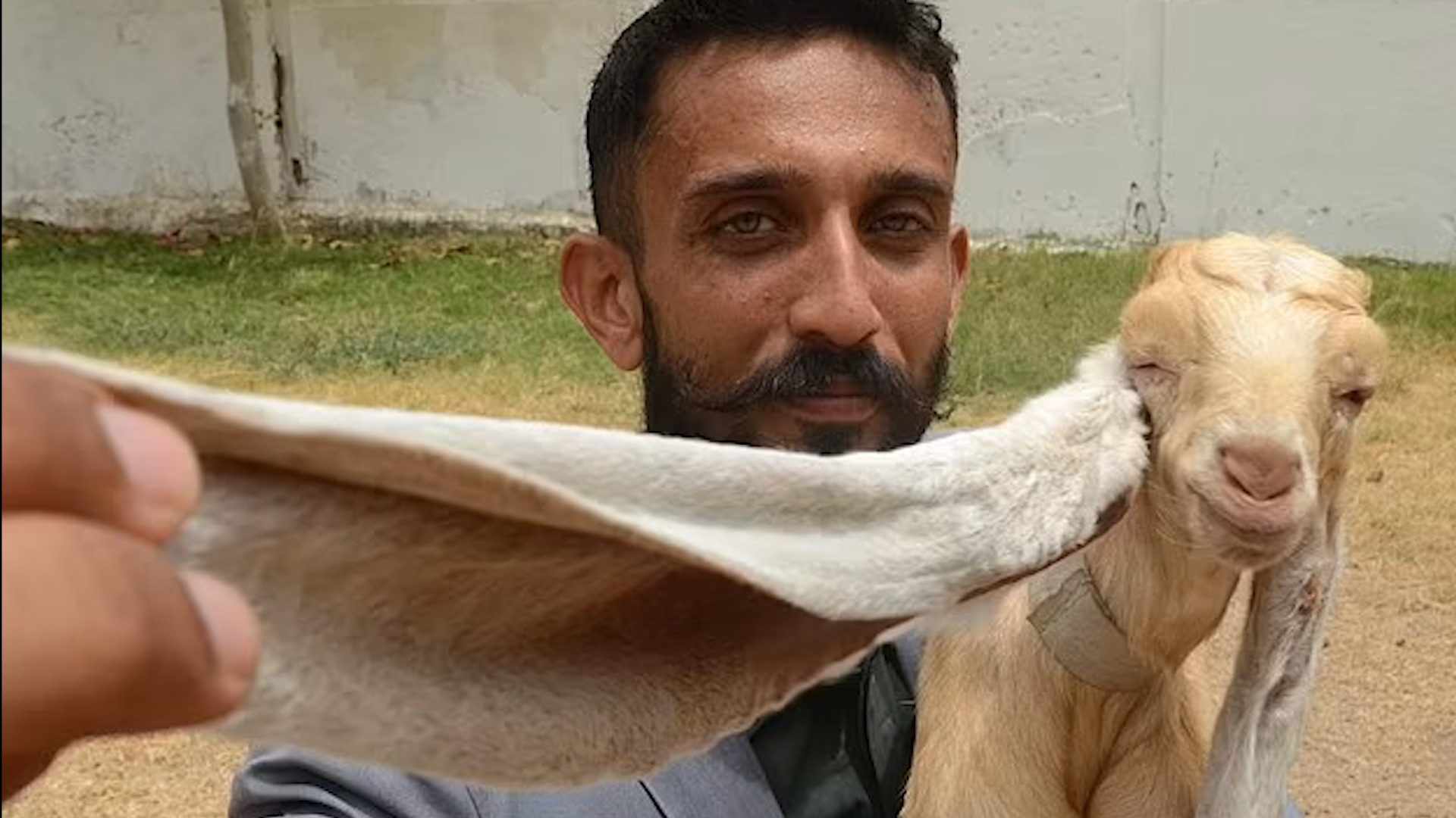 Chu de co doi tai dai hon nua met hinh anh