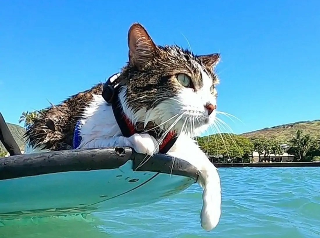 Chu meo o Hawaii noi tieng voi tai luot song tren bien hinh anh