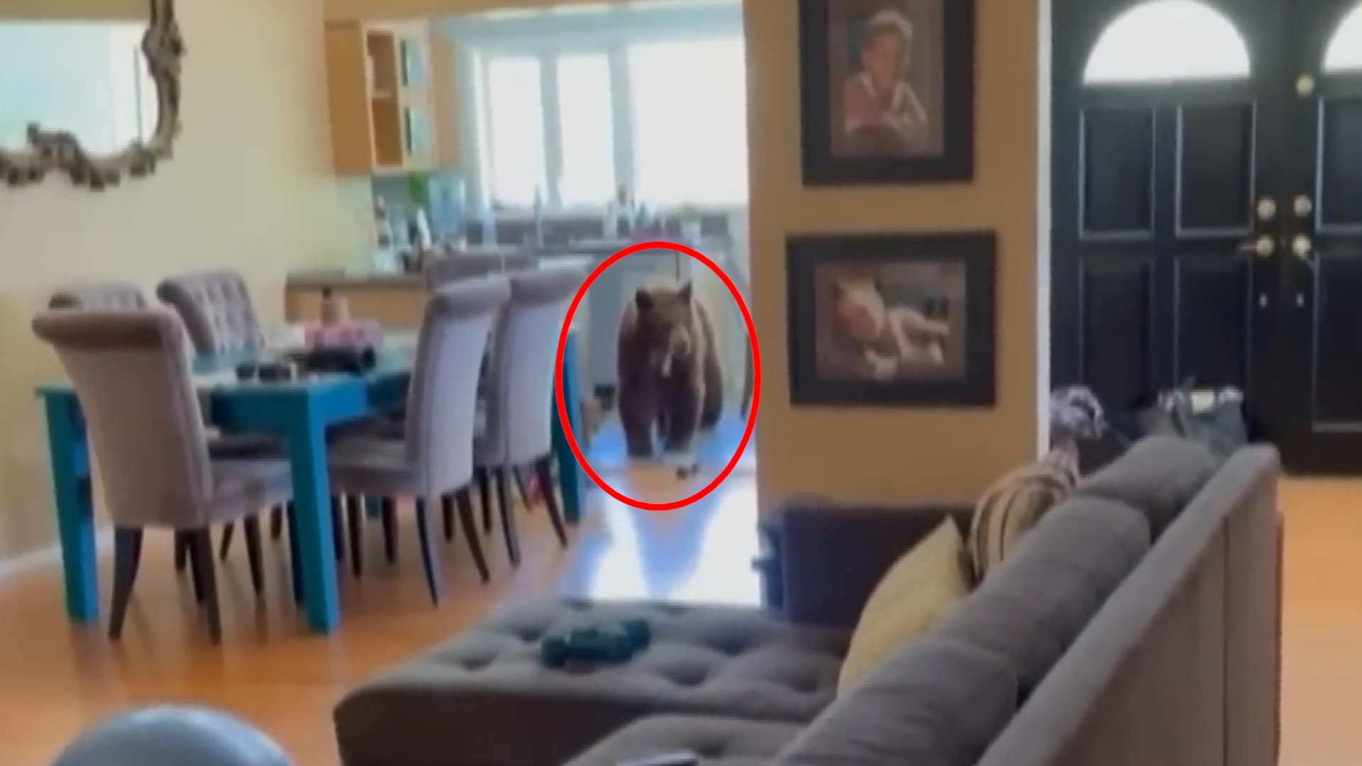 Gau dot nhap nha dan tim thuc an o My hinh anh