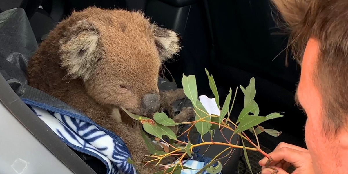 Nguoi di duong giai cuu koala o Australia hinh anh