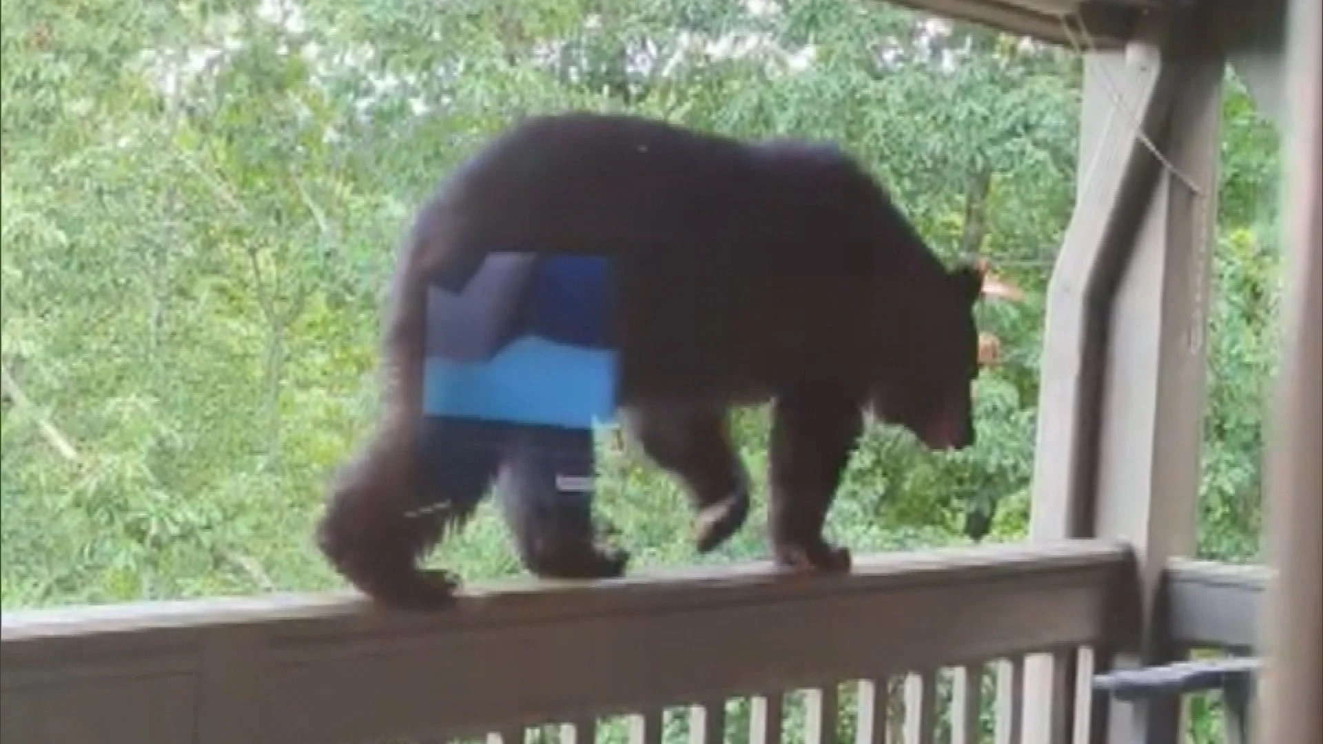 Nguoi phu nu dung tong giong 'mang hoc sinh' de duoi gau hinh anh