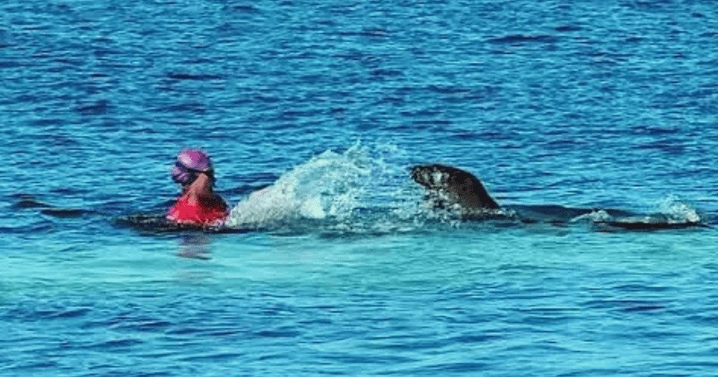 Hai cau tan cong du khach o Hawaii hinh anh