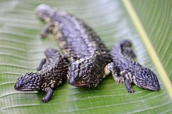 Nhung ca sinh no ky la nhat the gioi dong vat hinh anh