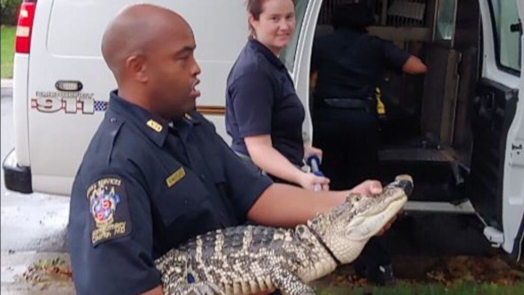 Ca sau dot nhap nha dan o My hinh anh