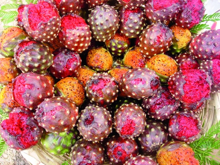 Giong thanh long du mau o Mexico hinh anh