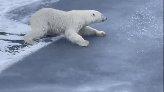 Cach gau Bac Cuc vuot qua lop bang mong hinh anh