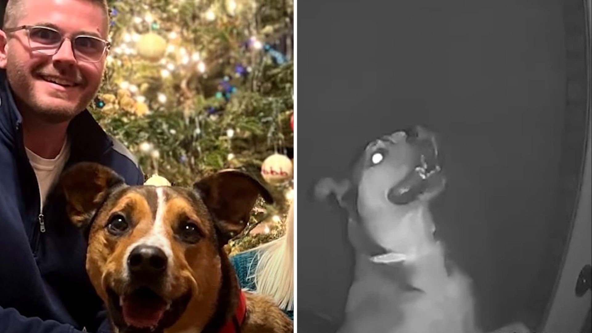 Chu cho di hon 3 km de tim duong ve nha hinh anh