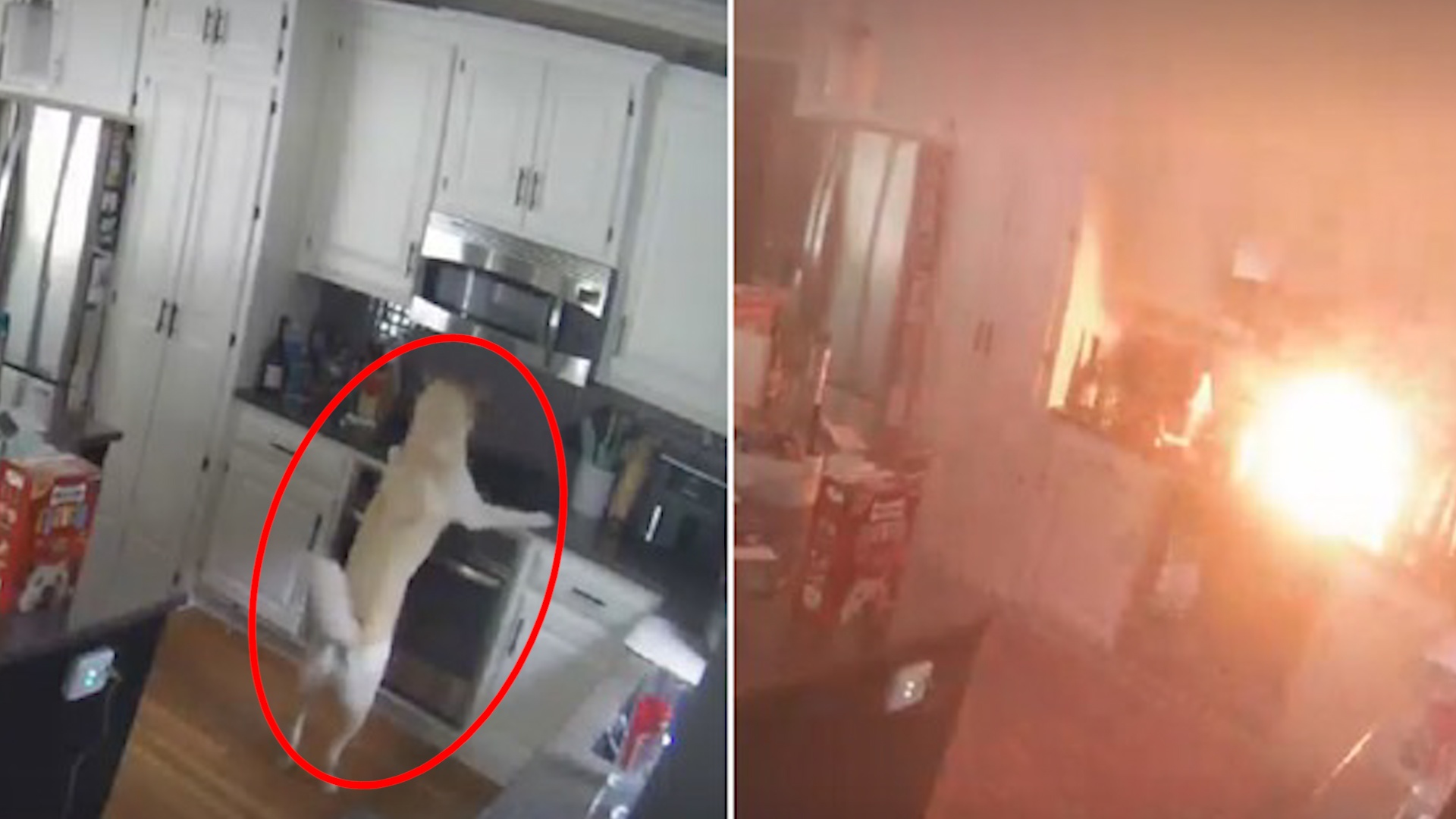 Chu cho o My bat bep lua, gay chay nha hinh anh