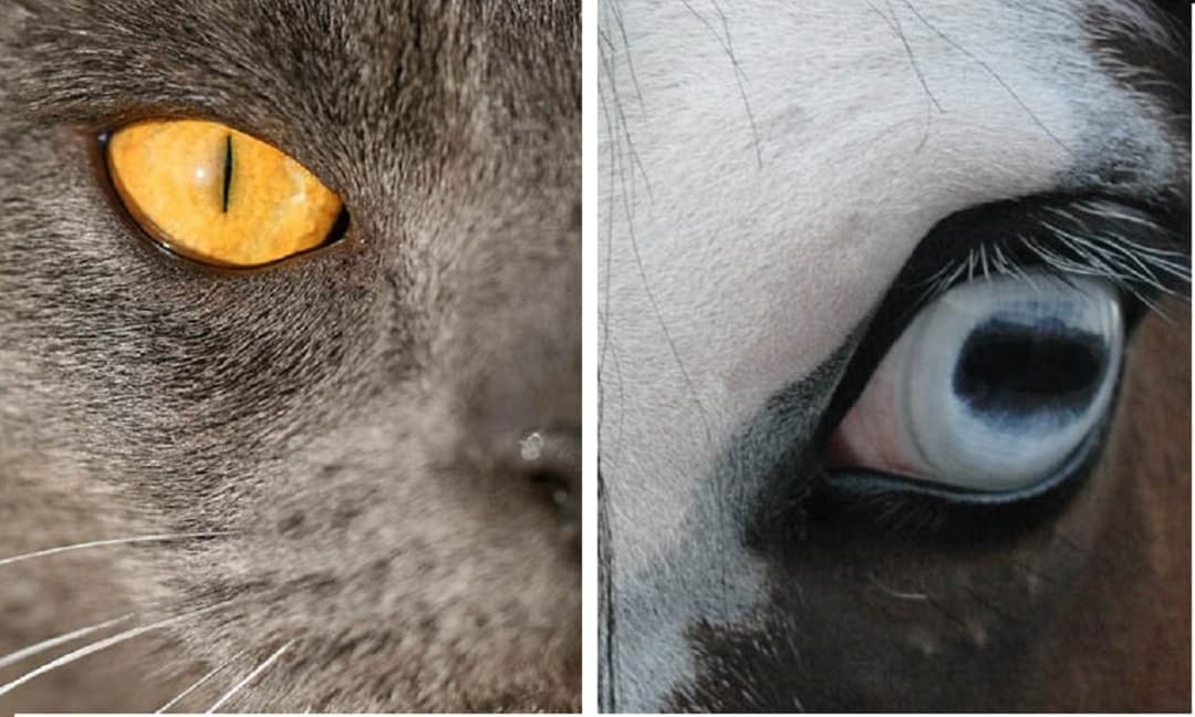 Vi sao dong tu cua dong vat co hinh dang khac nhau? hinh anh