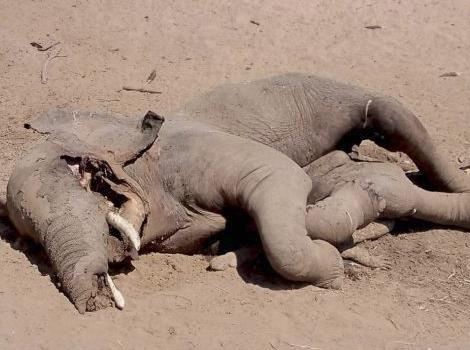 Ca sau tan cong voi khien ca hai cung thiet mang hinh anh