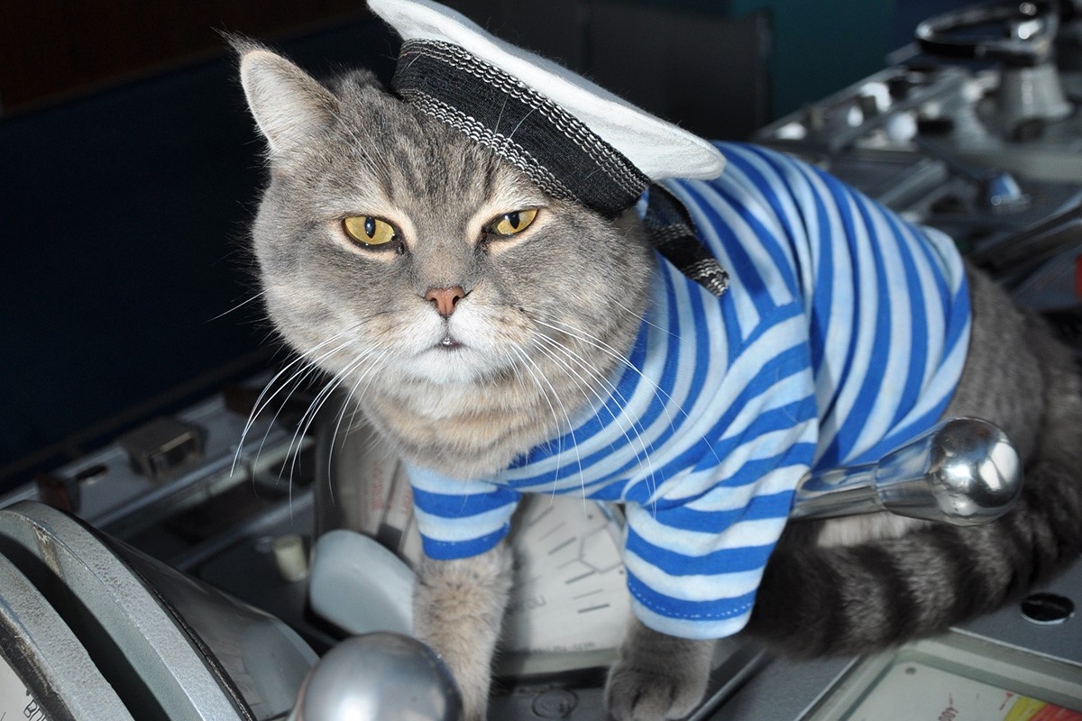 'Si quan meo' day uy luc tren chiem ham Nga hinh anh