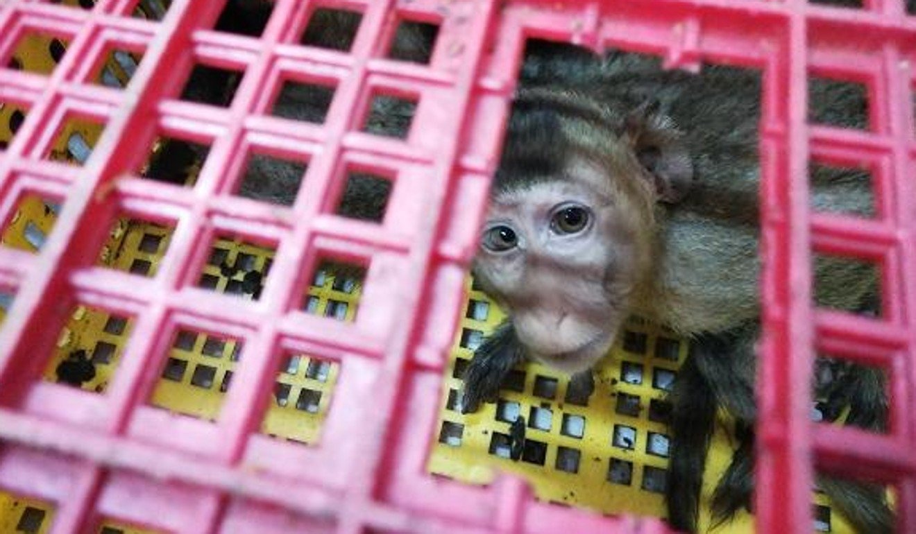 Buôn lậu khỉ vào Trung Quốc ảnh 1 Buon lau khi vao Trung Quoc anh 1