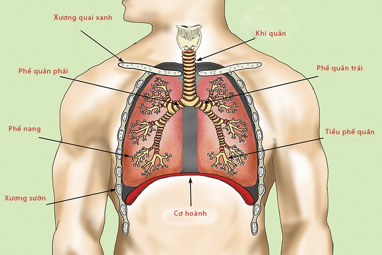 Dich viem phoi Vu Han anh 2