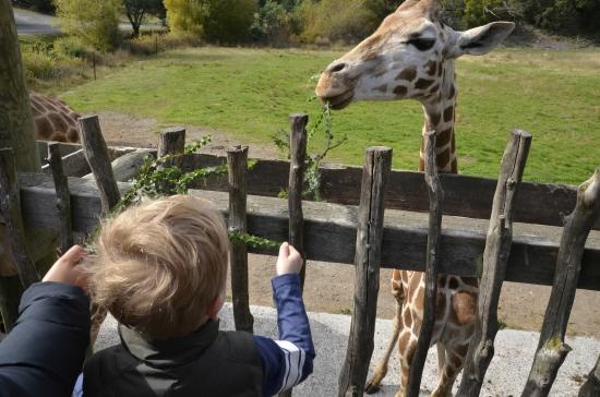 Dong vat trong so thu New Zealand co don vi lenh phong toa hinh anh