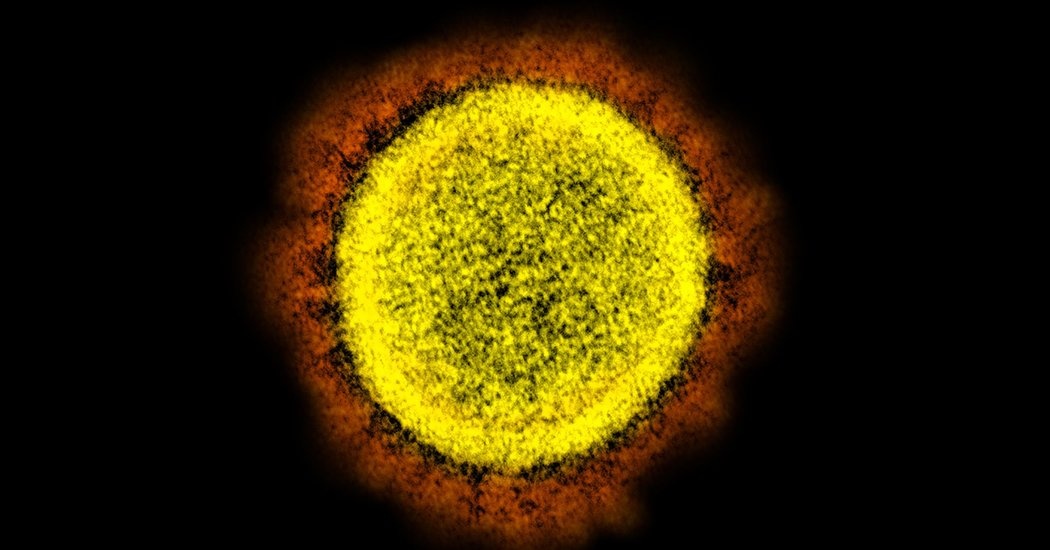 Phat hien moi ve virus corona o su nhan ban khac thuong tai co hong hinh anh