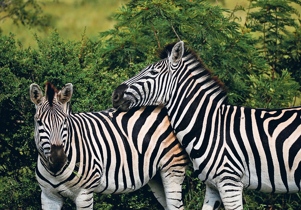 Buon ban dong vat hoang da anh 1