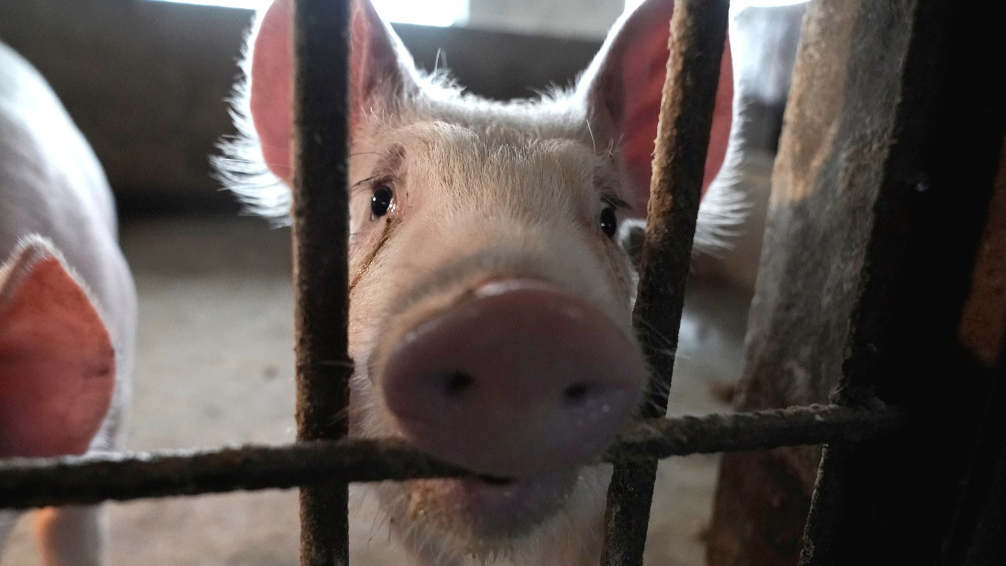 Vua thit lon Trung Quoc bi tan pha vi trung don kep hinh anh