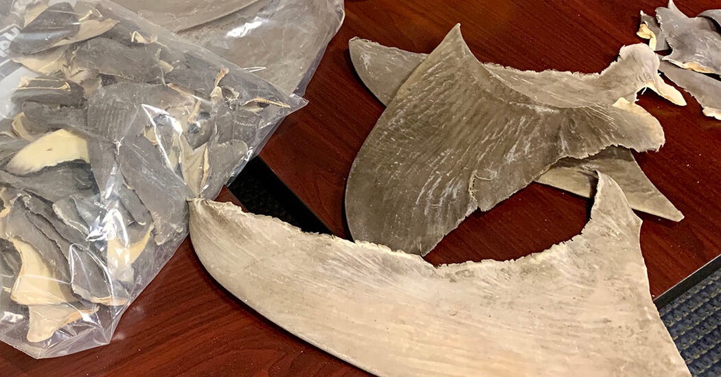 My pha duong day buon lau 6 tan vay ca map hinh anh