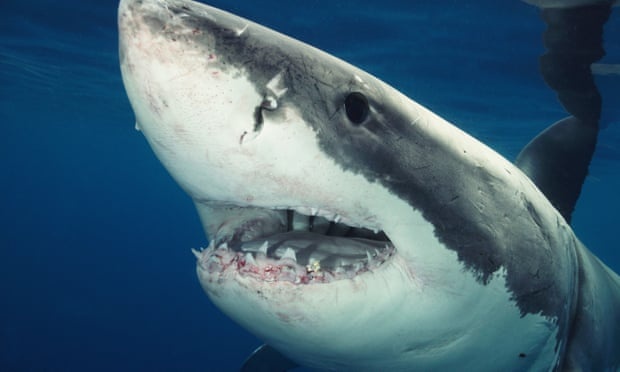 Bi ca map can, nguoi dan ong Australia nguy kich hinh anh