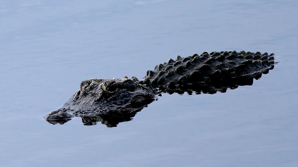 Nguoi dan ong cay ham ca sau de cuu cho cung hinh anh