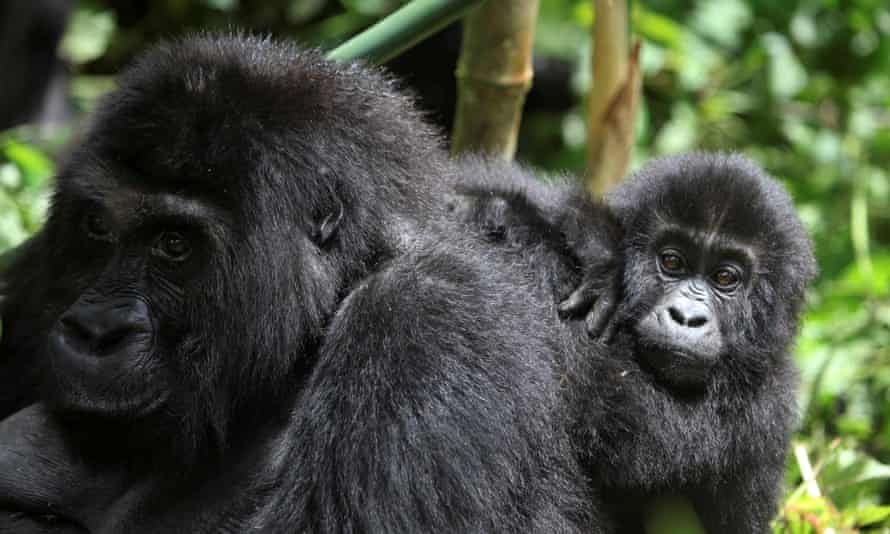 Sau kiem lam bi giet trong cuoc dot kich o Congo hinh anh