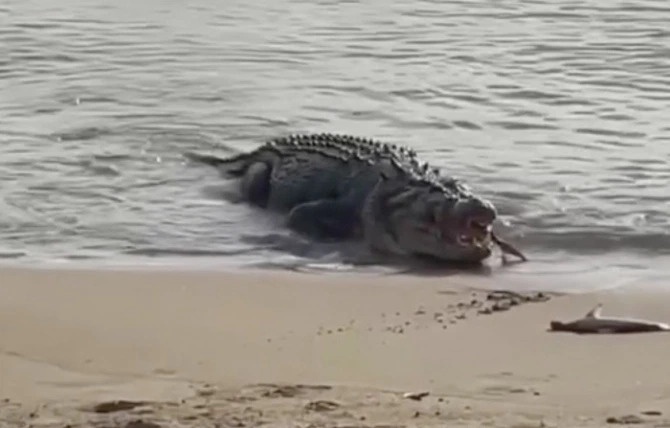 Ca sau khong lo nuot chung ca map tren bai bien hinh anh