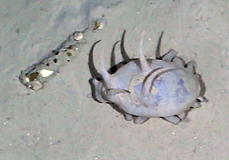 Sinh vat la o day bien Nam Cuc lo ra sau 50 nam bi bang bao phu hinh anh