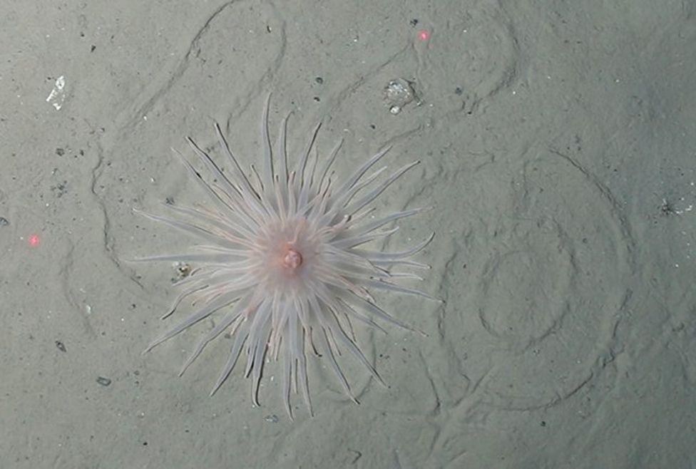 Day bien Nam Cuc anh 1