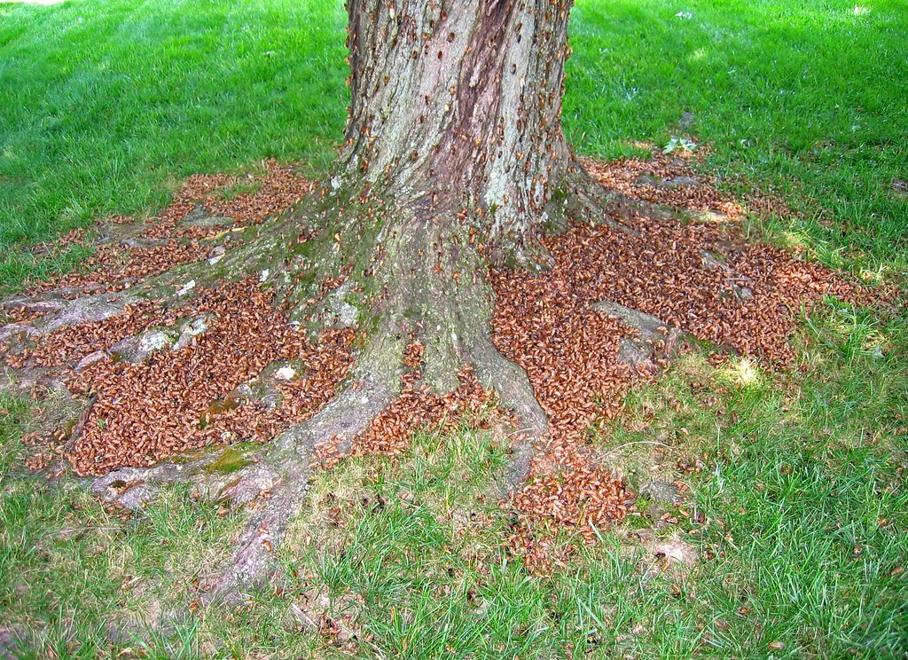 Ve sau troi len o My anh 3