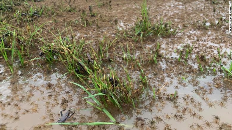 Lu lut lich su o Australia anh 1