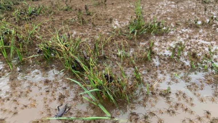 Ran, nhen tran vao nha dan sau tran lu lich su o Australia hinh anh