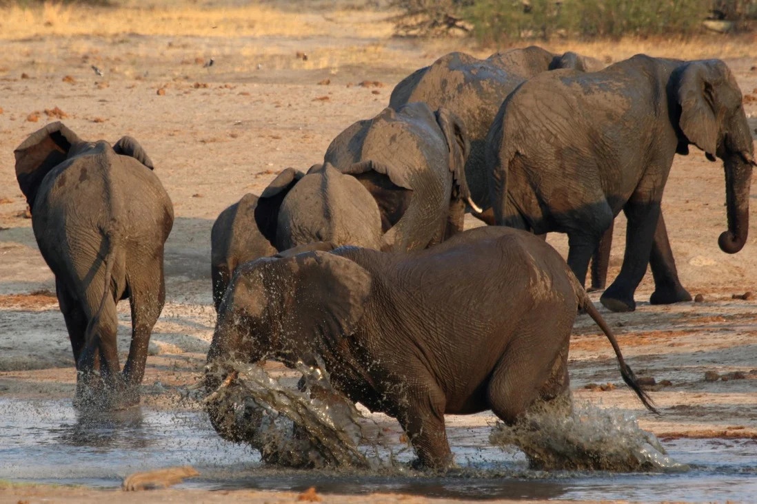 San voi o Zimbabwe anh 1