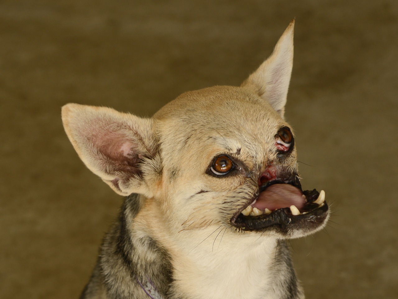 Chu cho lieu minh cuu nguoi o Philippines 10 nam truoc da qua doi hinh anh