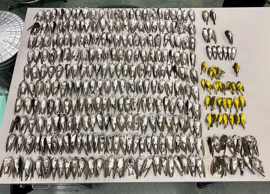 Benh ky la tren loai chim o My anh 1