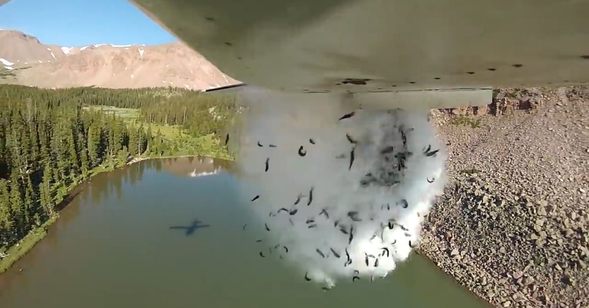 Trut hang chuc nghin con ca tu tren may bay xuong ho o My hinh anh