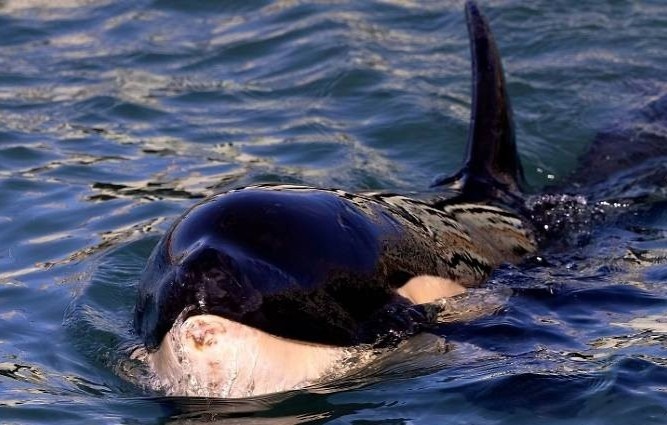 Ca voi sat thu Toa da chet hinh anh